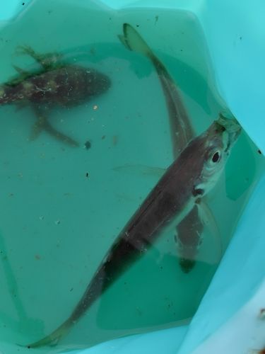 本牧海づり施設