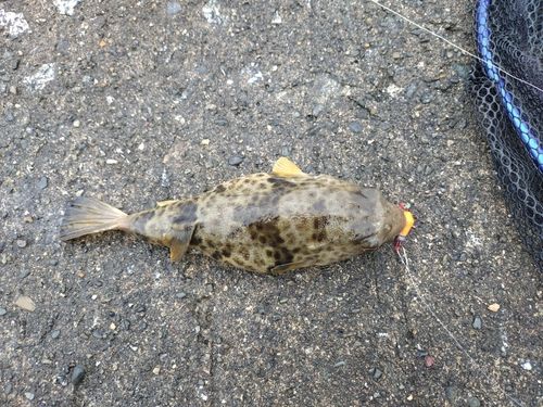フグの釣果