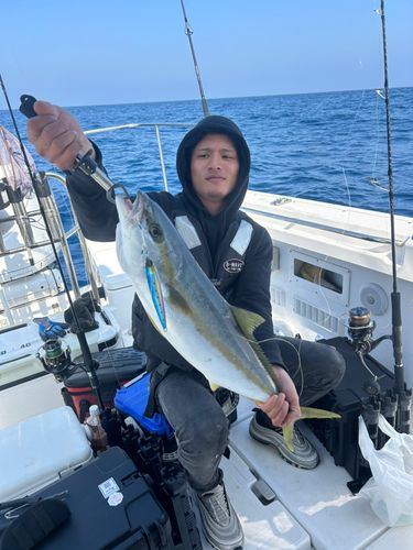 ヒラマサの釣果