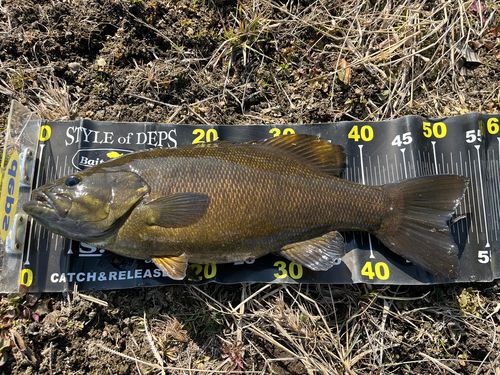 スモールマウスバスの釣果