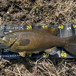 スモールマウスバス