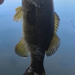 スモールマウスバス