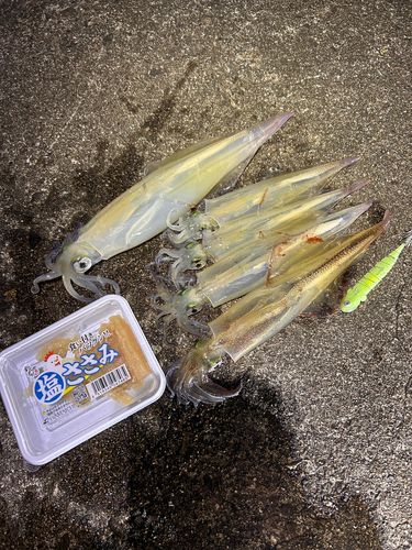 ヤリイカの釣果
