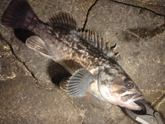 クロソイの釣果