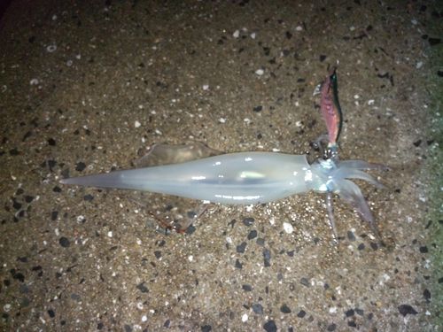 ヤリイカの釣果