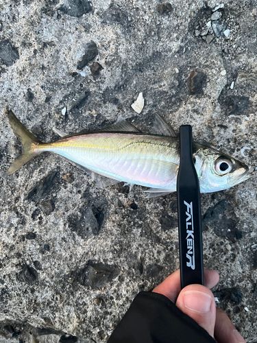 マアジの釣果