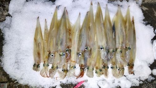 ヤリイカの釣果