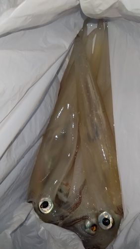 ヤリイカの釣果