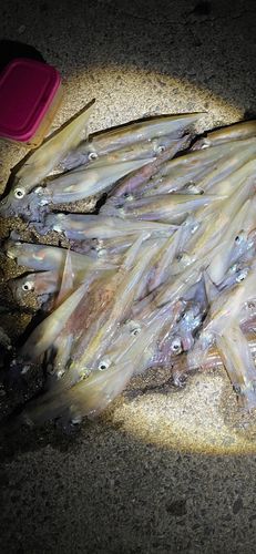 ササイカの釣果