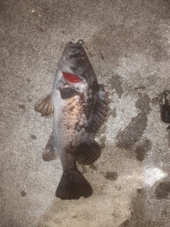 クロソイの釣果