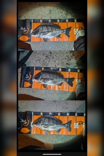 碧南海釣り公園