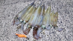 ヤリイカの釣果