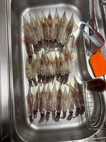 ヤリイカの釣果