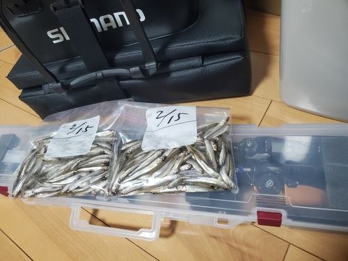 ワカサギの釣果