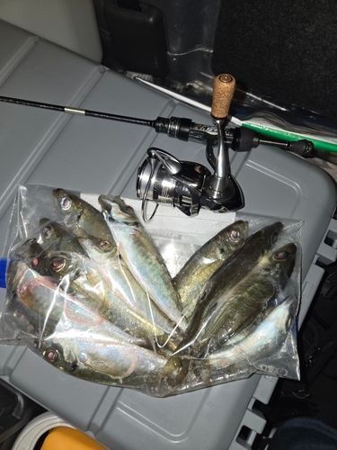 アジの釣果