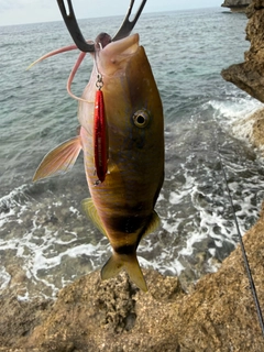 オジサンの釣果