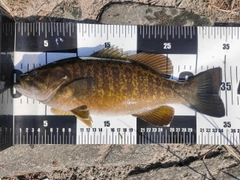 スモールマウスバスの釣果