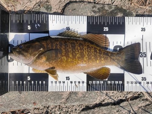 スモールマウスバスの釣果