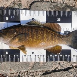 スモールマウスバス