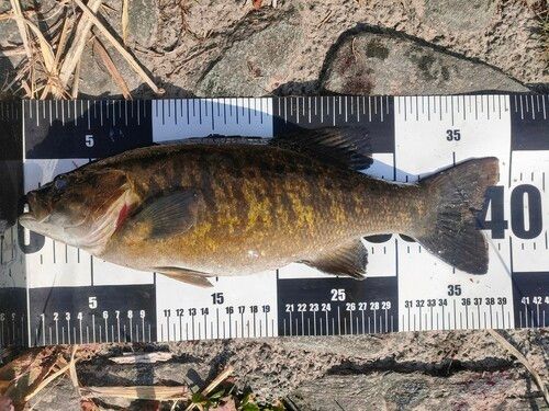 スモールマウスバスの釣果