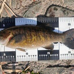 スモールマウスバス