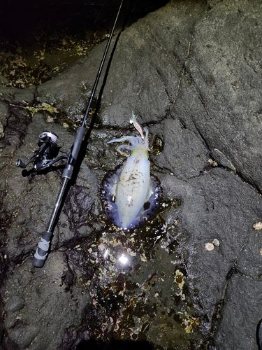 三ツ石（真鶴）