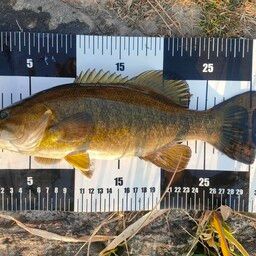 スモールマウスバス