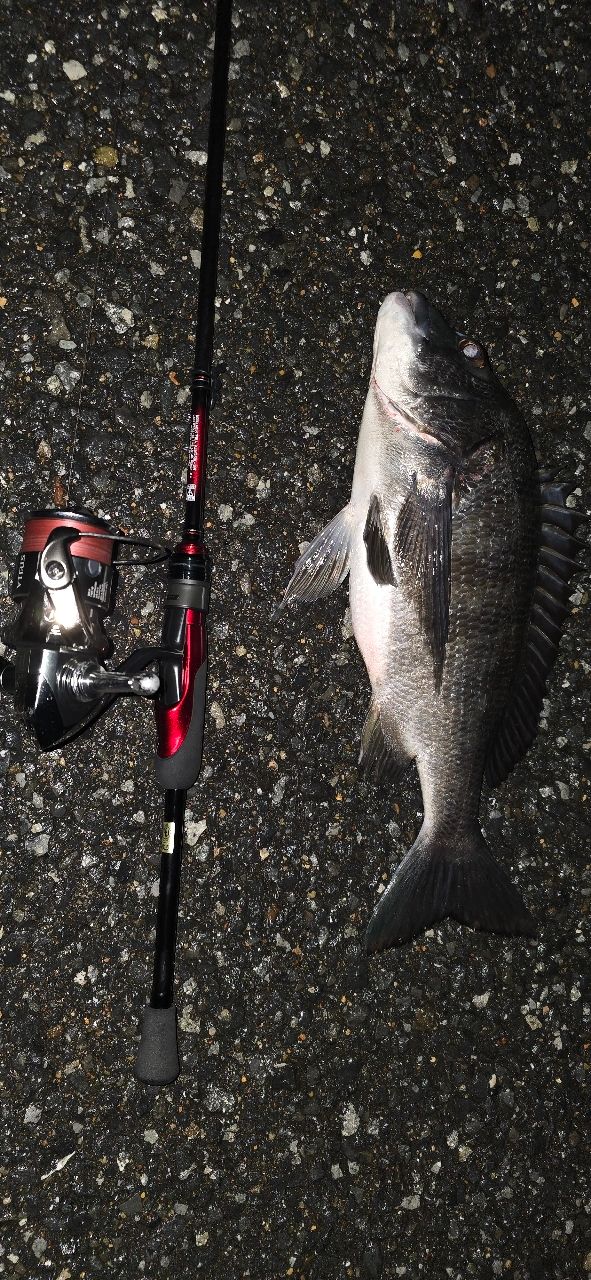 DAIWA 20月下美人 アジング 68L-Sの最安値・インプレ・釣果 | 本音の