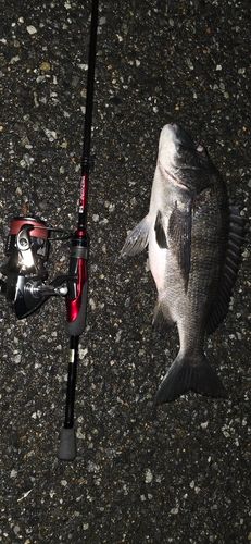 大村湾（北部）