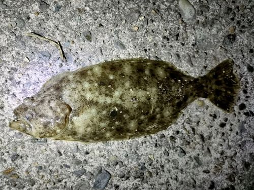 ヒラメの釣果