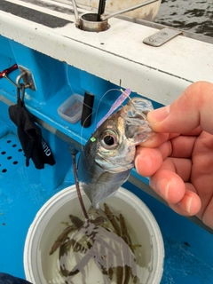 釣果