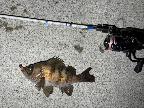メバルの釣果