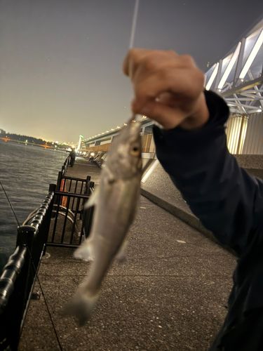 東京ゲートブリッジ付近