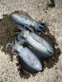 アオリイカの釣果
