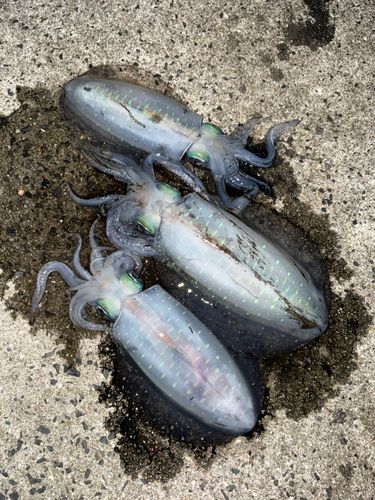 アオリイカの釣果