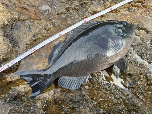 クチブトグレの釣果