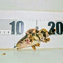 タケノコメバル