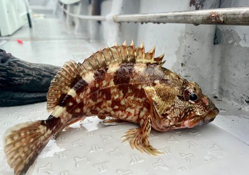 アラカブの釣果