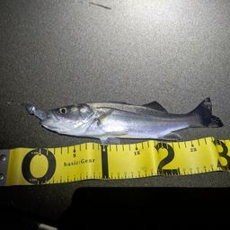 セイゴ（ヒラスズキ）