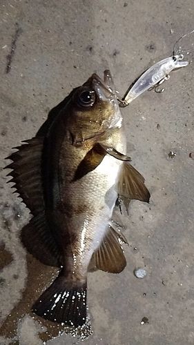 シロメバルの釣果