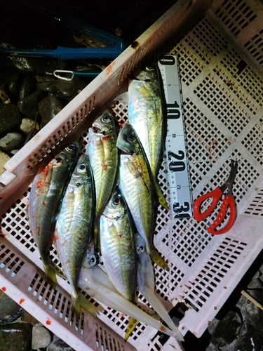 マアジの釣果
