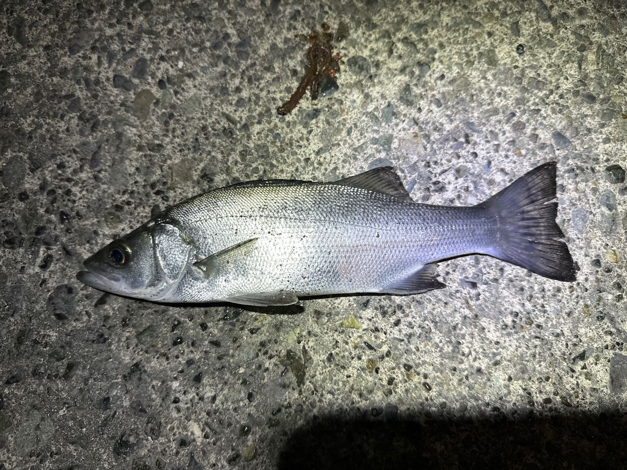 SHIMANO 23ソアレ BB アジング S58UL-Sの最安値・インプレ・釣果