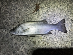 ヒラスズキの釣果