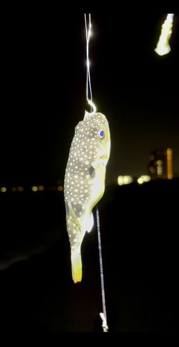 フグの釣果