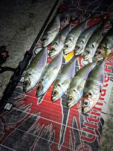 マアジの釣果