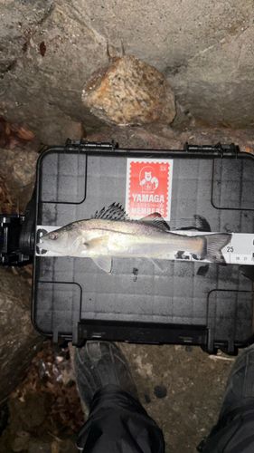 セイゴ（ヒラスズキ）の釣果