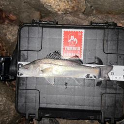 セイゴ（ヒラスズキ）