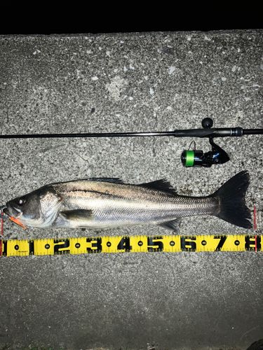 シーバスの釣果