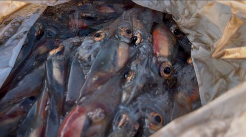 ホタルイカの釣果