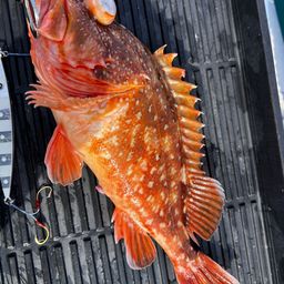 ウッカリカサゴ